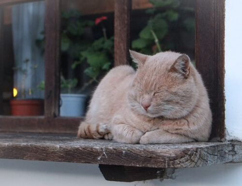 مسابقة جمال القطط